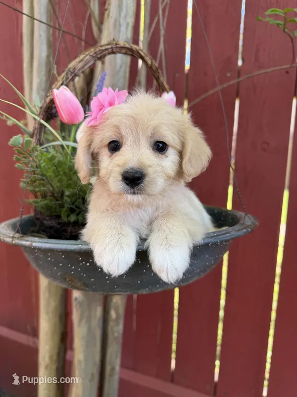 Dixie  – Maltipoo puppy for sale in Houston, TX