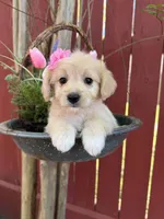 Dixie , a female Maltipoo for sale in Houston, TX – Photo 1 of 5