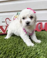 Luna, a female Maltipoo for sale in Houston, TX – Photo 4 of 4