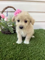 Dixie , a female Maltipoo for sale in Houston, TX – Photo 4 of 5