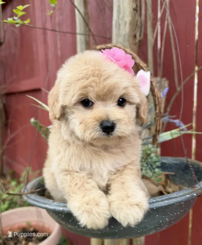 Luna – Maltipoo puppy for sale in Houston, TX