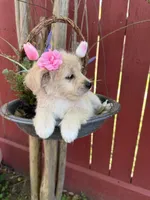 Dixie , a female Maltipoo for sale in Houston, TX – Photo 2 of 5