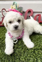 Luna, a female Maltipoo for sale in Houston, TX – Photo 1 of 4