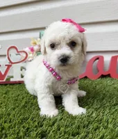 Luna, a female Maltipoo for sale in Houston, TX – Photo 3 of 4