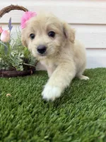 Dixie , a female Maltipoo for sale in Houston, TX – Photo 3 of 5