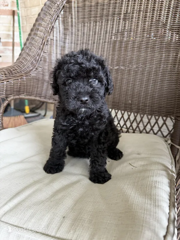 Luna – Maltipoo puppy for sale in Houston, TX