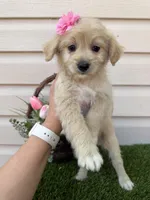 Dixie , a female Maltipoo for sale in Houston, TX – Photo 5 of 5