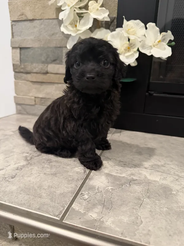 Toby – Maltipoo puppy for sale in Houston, TX