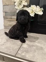 Toby, a male Maltipoo for sale in Houston, TX – 1 of 3