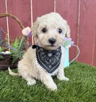Lucas, a male Maltipoo for sale in Houston, TX – 1 of 4