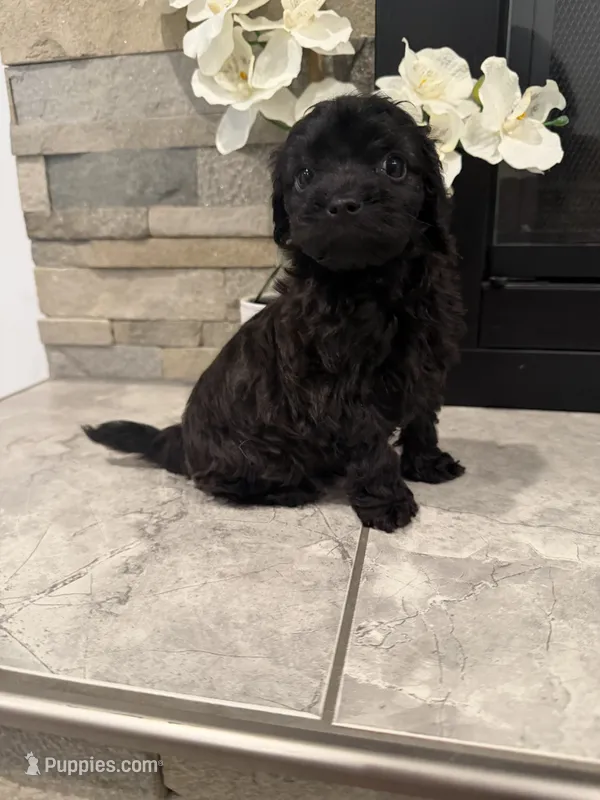 Toby – Maltipoo puppy for sale in Houston, TX