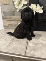 Toby, a male Maltipoo for sale in Houston, TX – 3 of 3