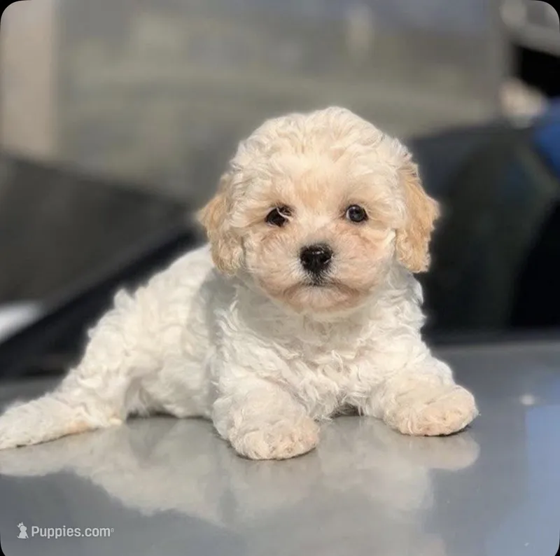 Maya – Maltipoo puppy for sale in Houston, TX