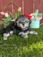 Luna, a female Maltipoo for sale in Houston, TX – 4 of 6