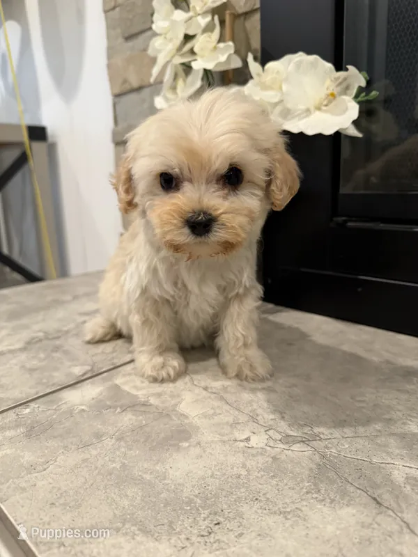 Belle – Maltipoo puppy for sale in Houston, TX