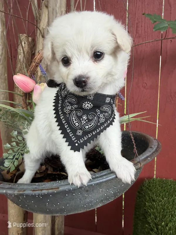 Lucas – Maltipoo puppy for sale in Houston, TX
