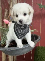 Lucas, a male Maltipoo for sale in Houston, TX – Photo 1 of 3