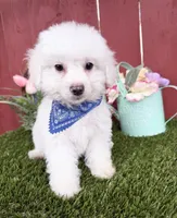 Lucas, a male Maltipoo for sale in Houston, TX – Photo 4 of 4