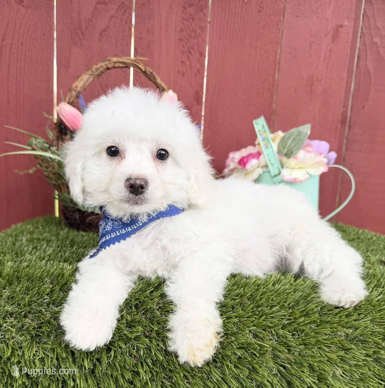 Lucas – Maltipoo puppy for sale in Houston, TX