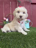 Belle, a female Maltipoo for sale in Houston, TX – Photo 4 of 5