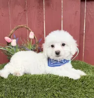 Lucas, a male Maltipoo for sale in Houston, TX – Photo 3 of 4
