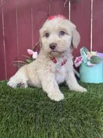Belle, a female Maltipoo for sale in Houston, TX – Photo 2 of 5
