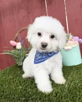 Lucas, a male Maltipoo for sale in Houston, TX – Photo 2 of 4