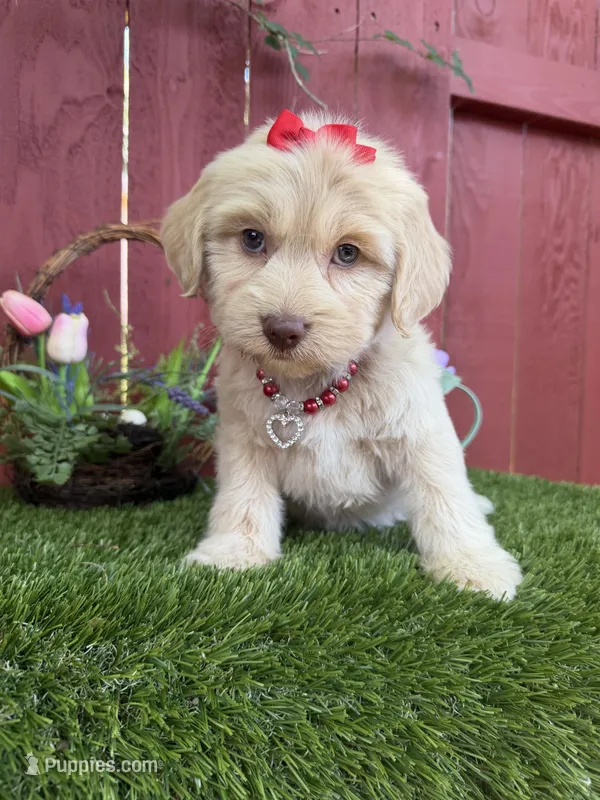 Belle – Maltipoo puppy for sale in Houston, TX