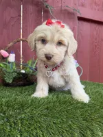 Belle, a female Maltipoo for sale in Houston, TX – Photo 1 of 5