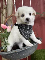Lucas, a male Maltipoo for sale in Houston, TX – Photo 3 of 3