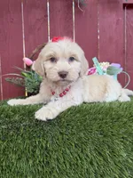 Belle, a female Maltipoo for sale in Houston, TX – Photo 5 of 5