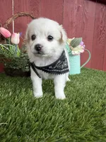 Lucas, a male Maltipoo for sale in Houston, TX – Photo 2 of 3