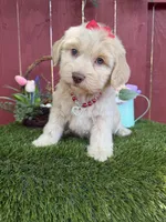 Belle, a female Maltipoo for sale in Houston, TX – Photo 3 of 5