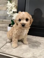Daysi, a male Maltipoo for sale in Houston, TX – 2 of 3