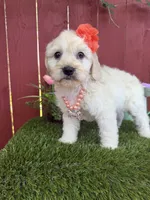Belle, a female Maltipoo for sale in Houston, TX – 5 of 5