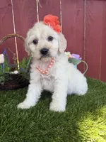 Belle, a female Maltipoo for sale in Houston, TX – 2 of 5