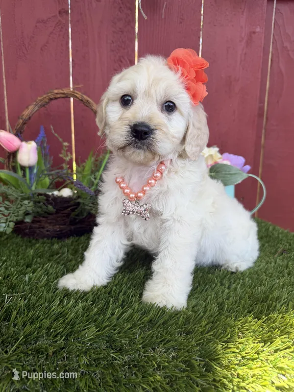Belle – Maltipoo puppy for sale in Houston, TX