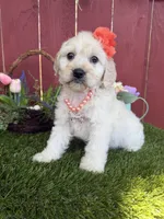 Belle, a female Maltipoo for sale in Houston, TX – 1 of 5