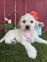 Belle, a female Maltipoo for sale in Houston, TX – 3 of 5