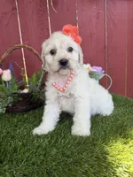 Belle, a female Maltipoo for sale in Houston, TX – 4 of 5