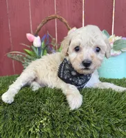 Lucas, a male Maltipoo for sale in Houston, TX – 4 of 4