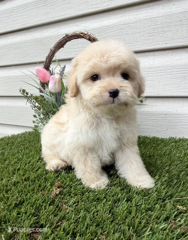 Brownie – Maltipoo puppy for sale in Houston, TX