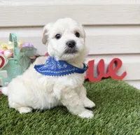 Lucas, a male Maltipoo for sale in Houston, TX – Photo 1 of 3