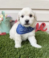 Lucas, a male Maltipoo for sale in Houston, TX – Photo 3 of 3