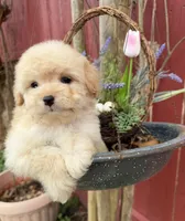 Brownie, a male Maltipoo for sale in Houston, TX – Photo 5 of 6