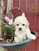 Brownie, a male Maltipoo for sale in Houston, TX – Photo 3 of 6