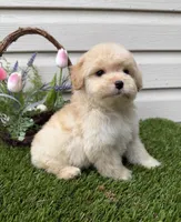 Brownie, a male Maltipoo for sale in Houston, TX – Photo 2 of 6