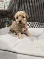 Brownie, a male Maltipoo for sale in Houston, TX – Photo 2 of 3