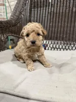 Brownie, a male Maltipoo for sale in Houston, TX – Photo 3 of 3
