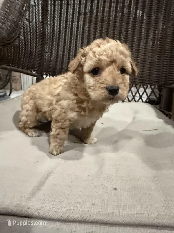 Brownie, a male Maltipoo for sale in Houston, TX – Photo 1 of 3